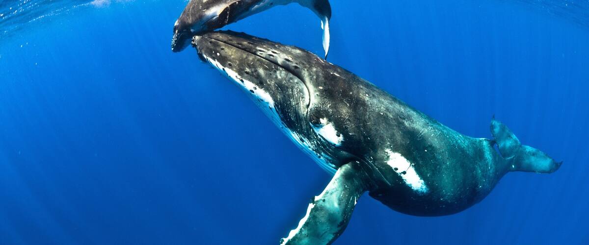 Niue which includes marine life