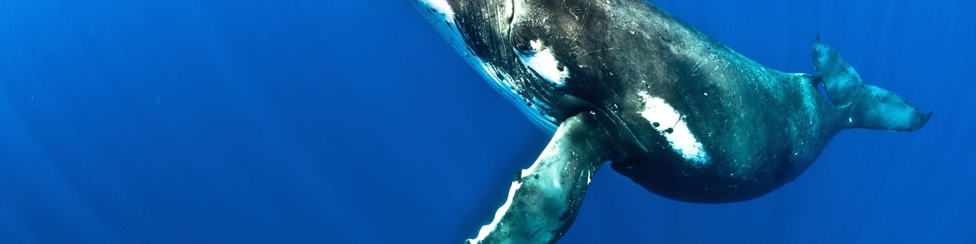 A whale swimming underwater.
