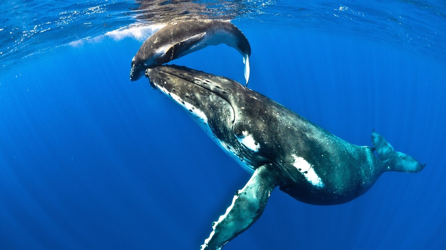 Niue which includes marine life