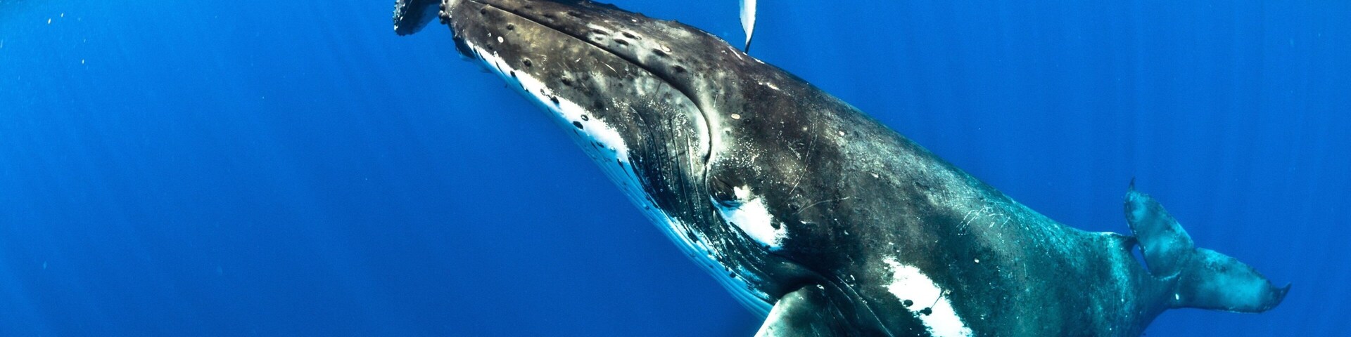 Niue which includes marine life