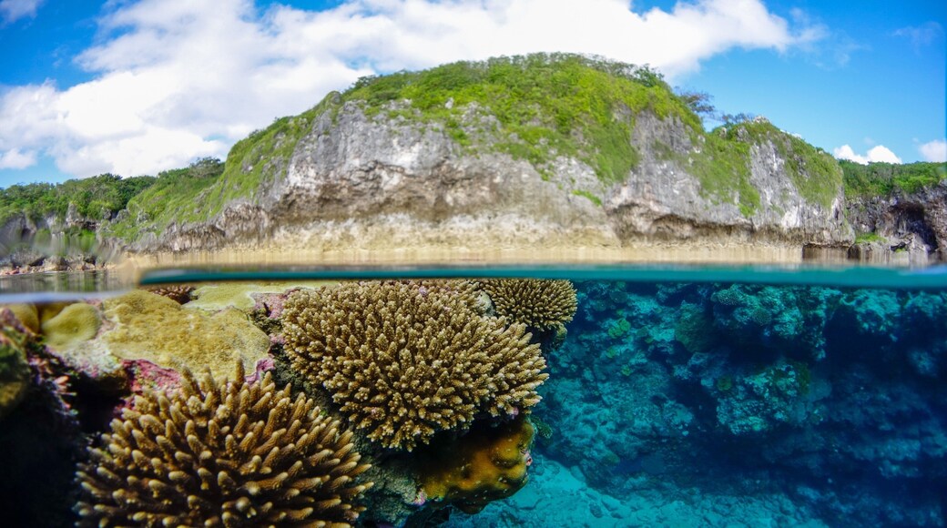Niue som viser koral