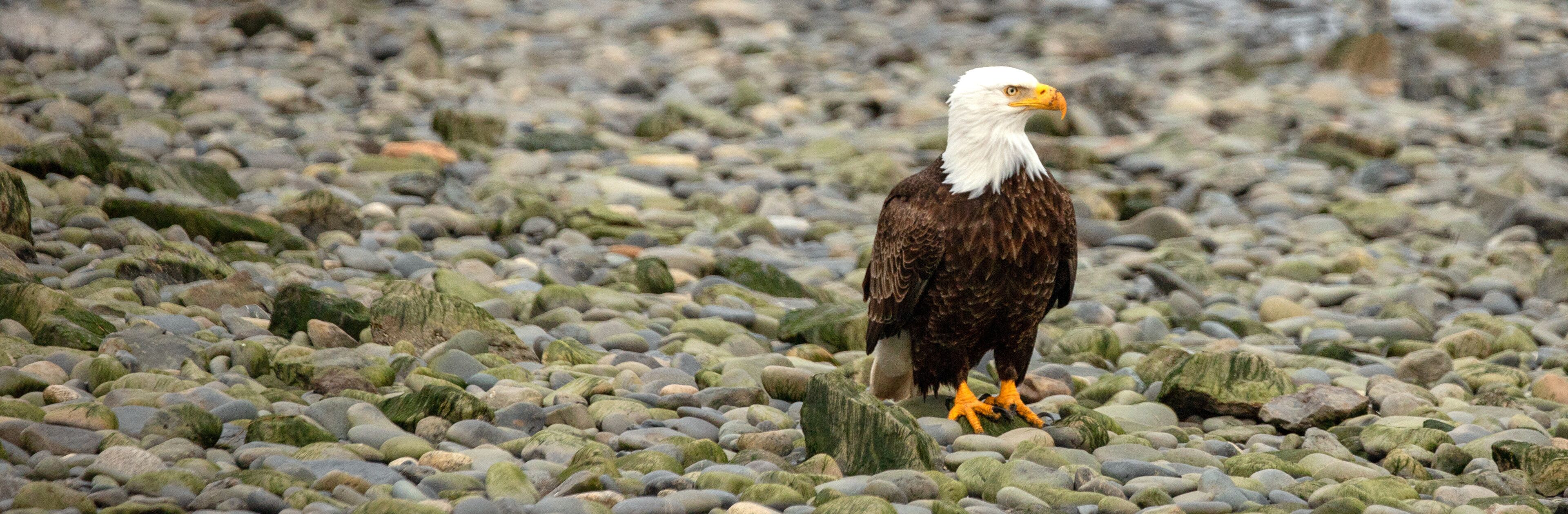An eagle standing on a rocky terrain.