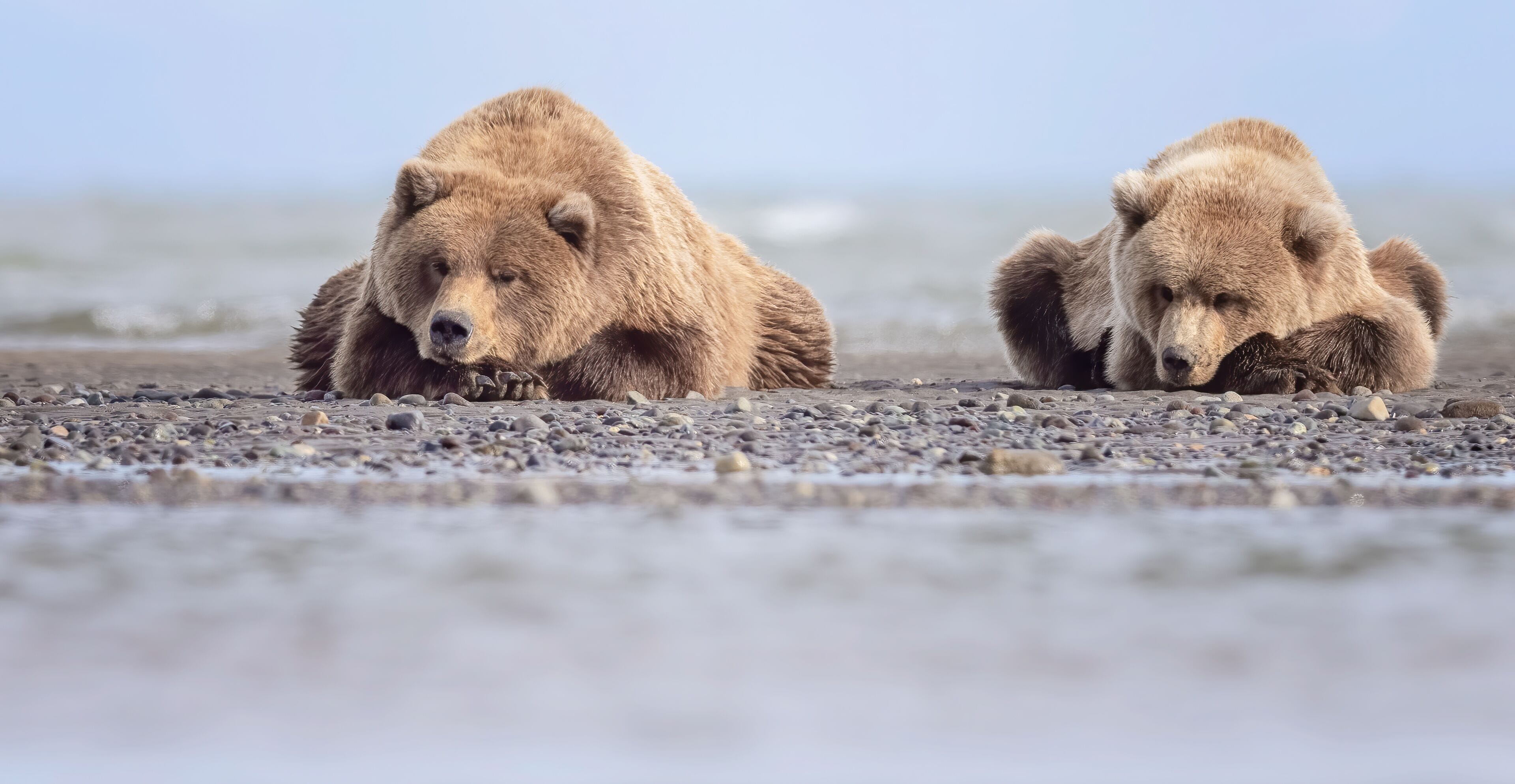 Two bears on a pebbly beach with water in the background.
