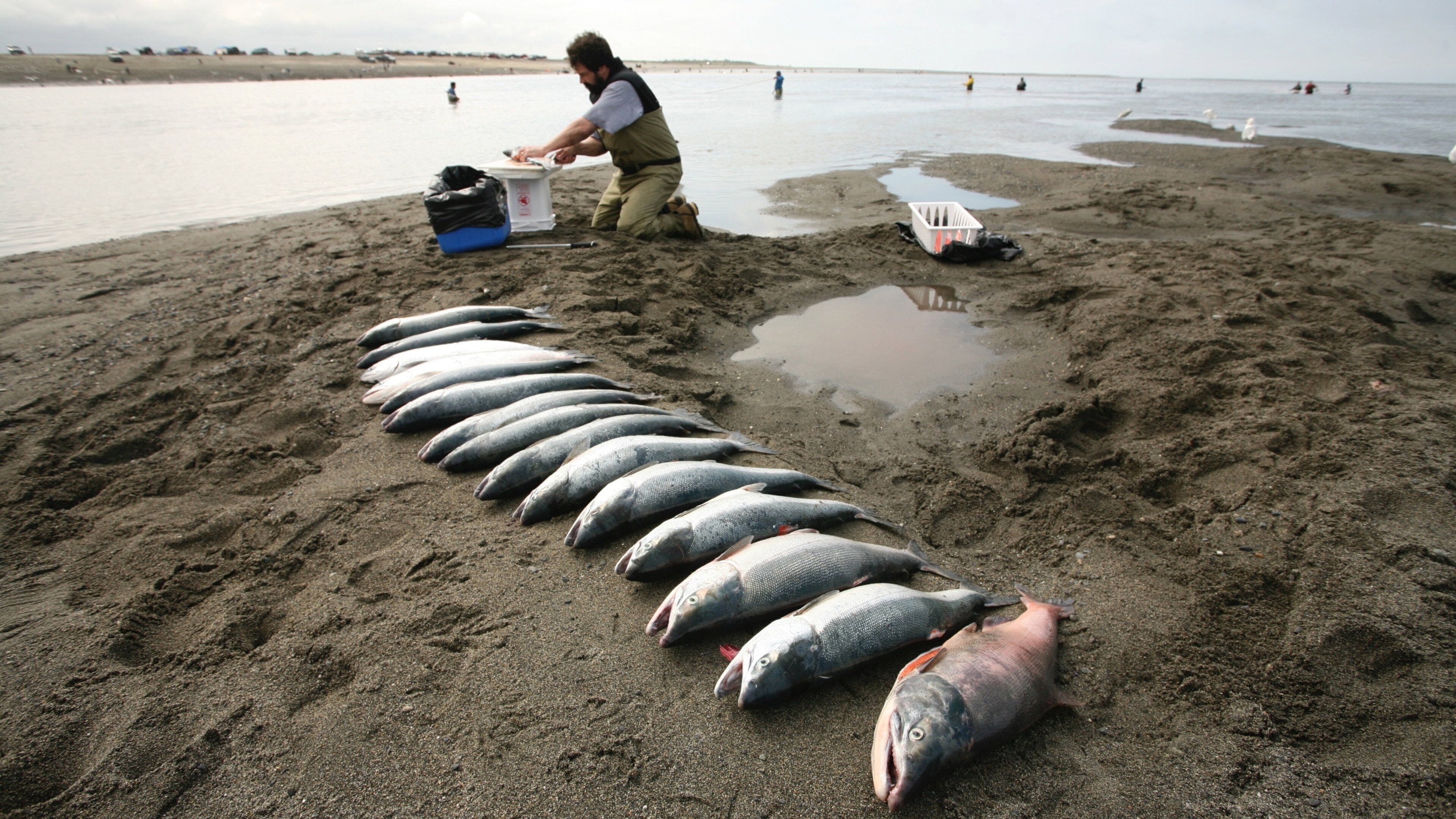 Kenai