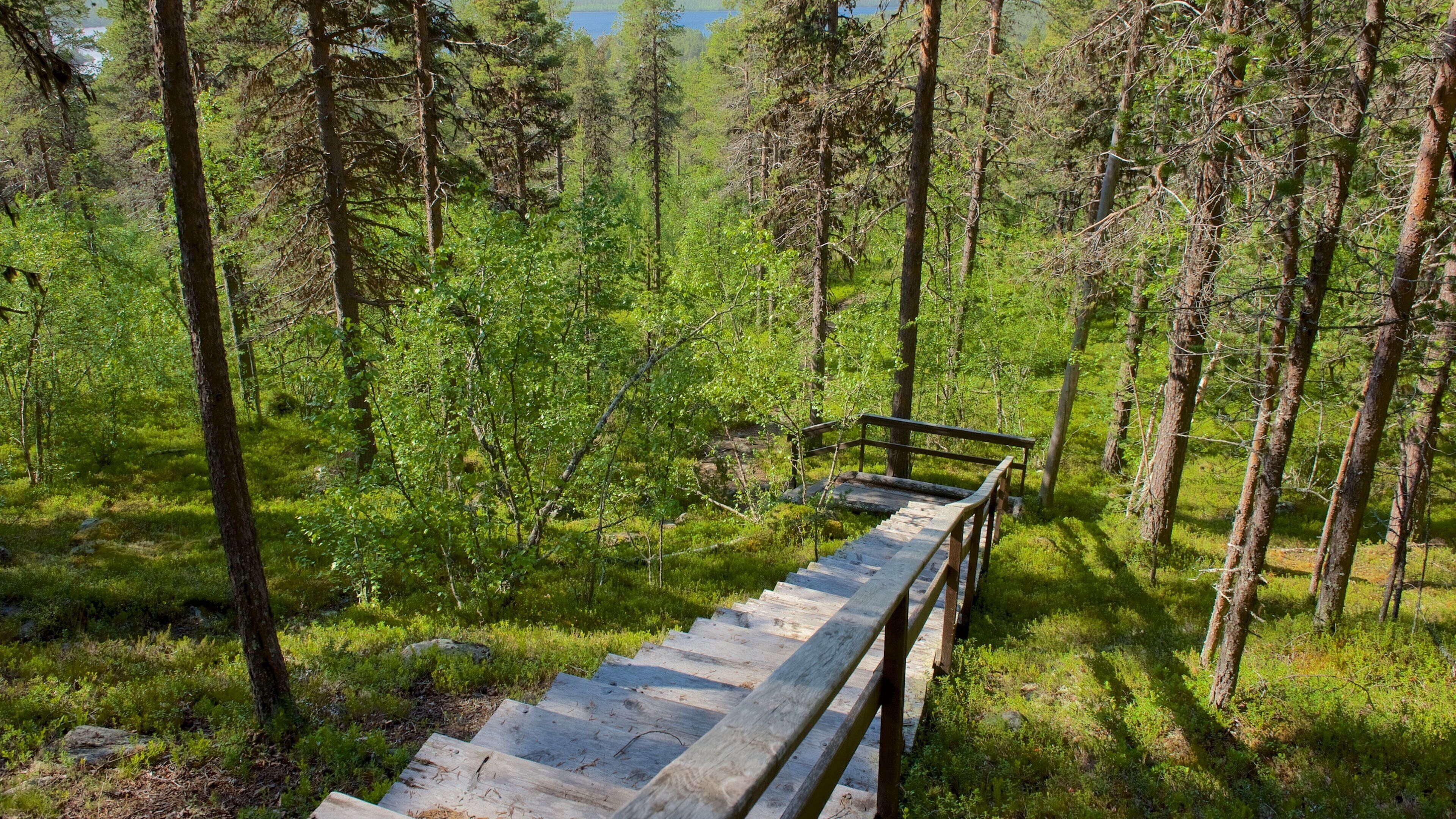 Enontekio featuring forests