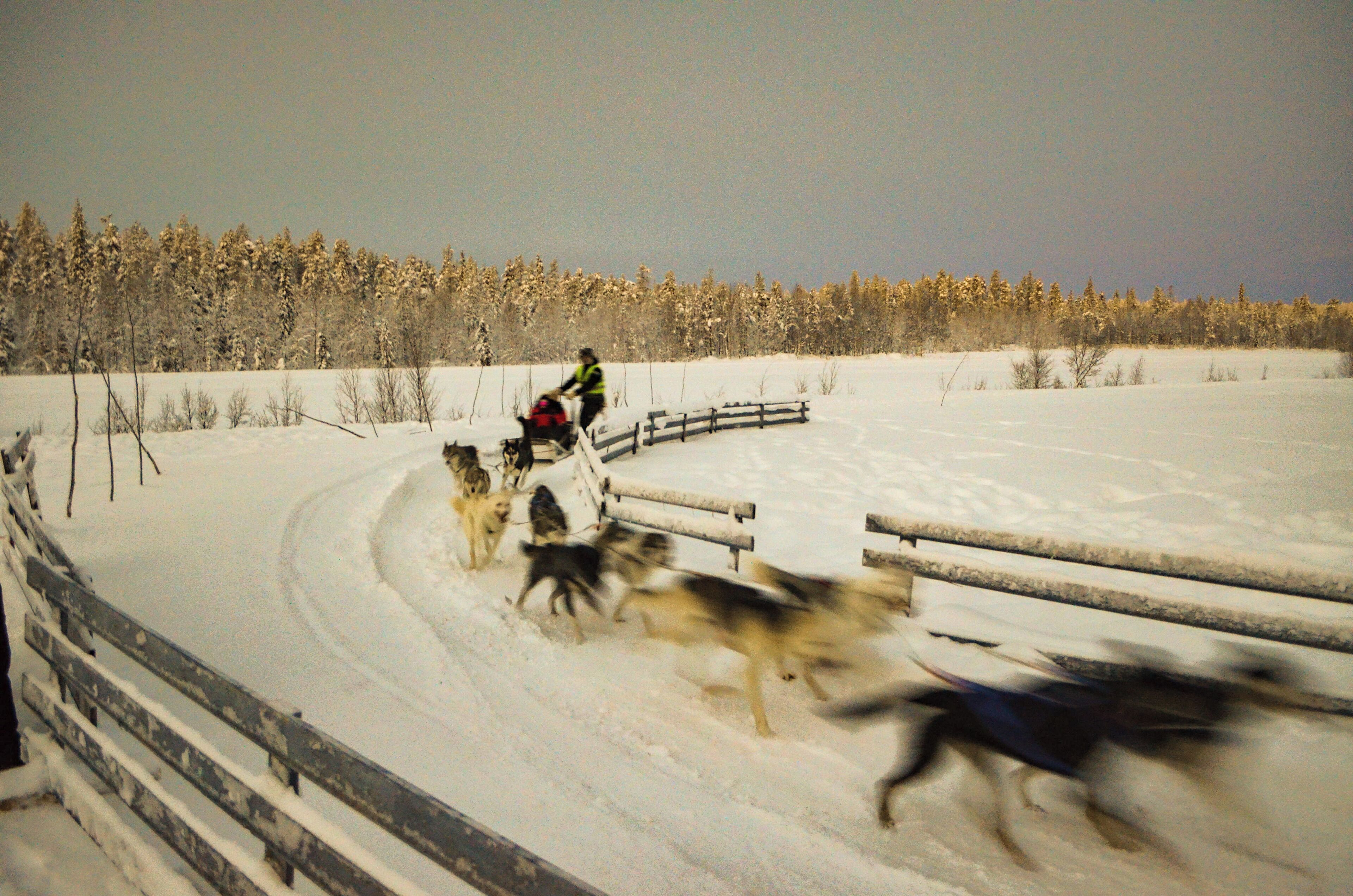 This image is of the Husky taster session offered in Lapland, the full experience enables you to control and drive your own dog sled through the snowy Lapland wilderness.
#Adventure