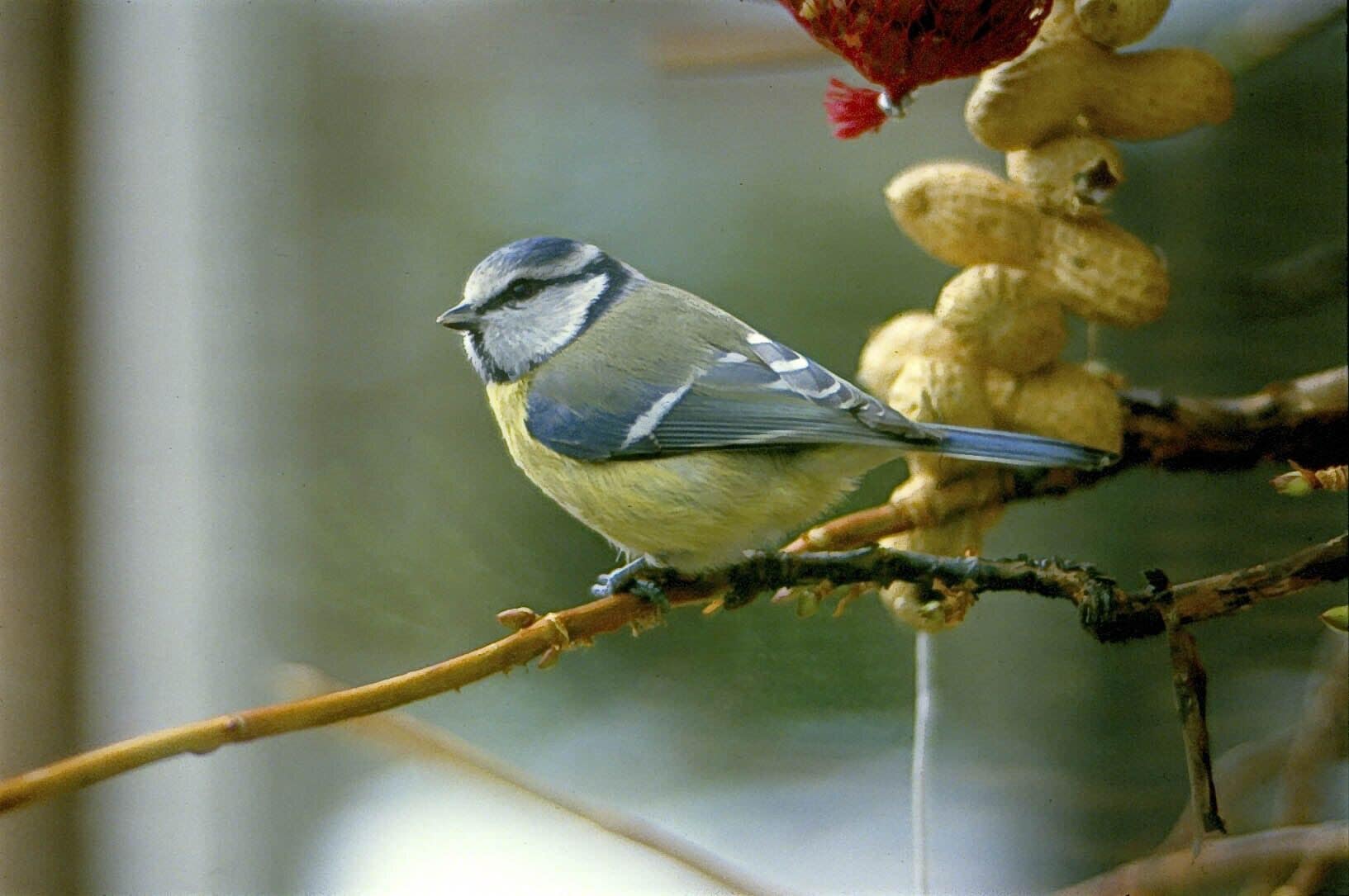 Mijn eerste dia! Later gedigitaliseerd.
