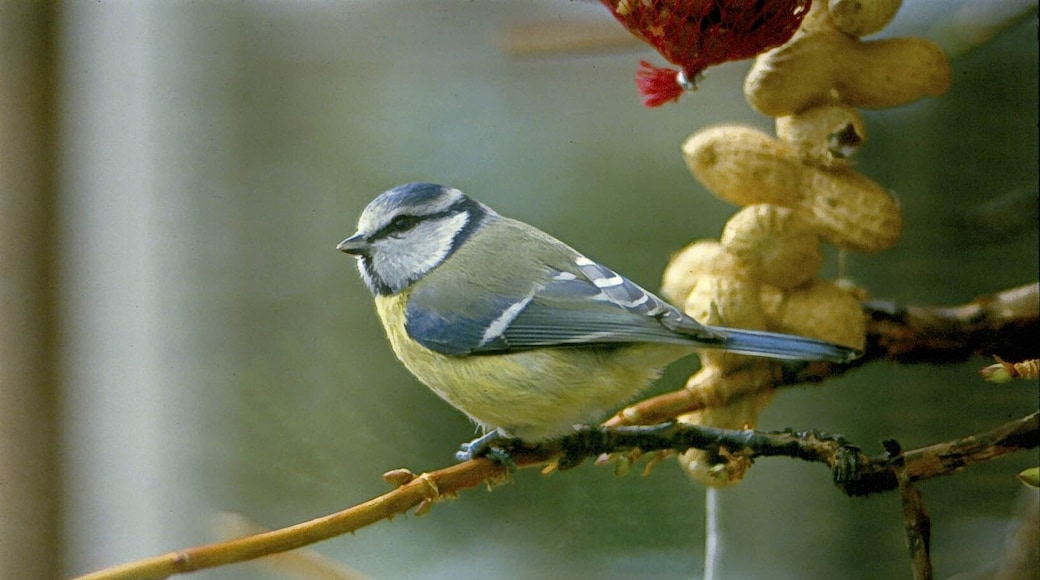 Mijn eerste dia! Later gedigitaliseerd.