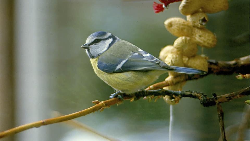 Mijn eerste dia! Later gedigitaliseerd.