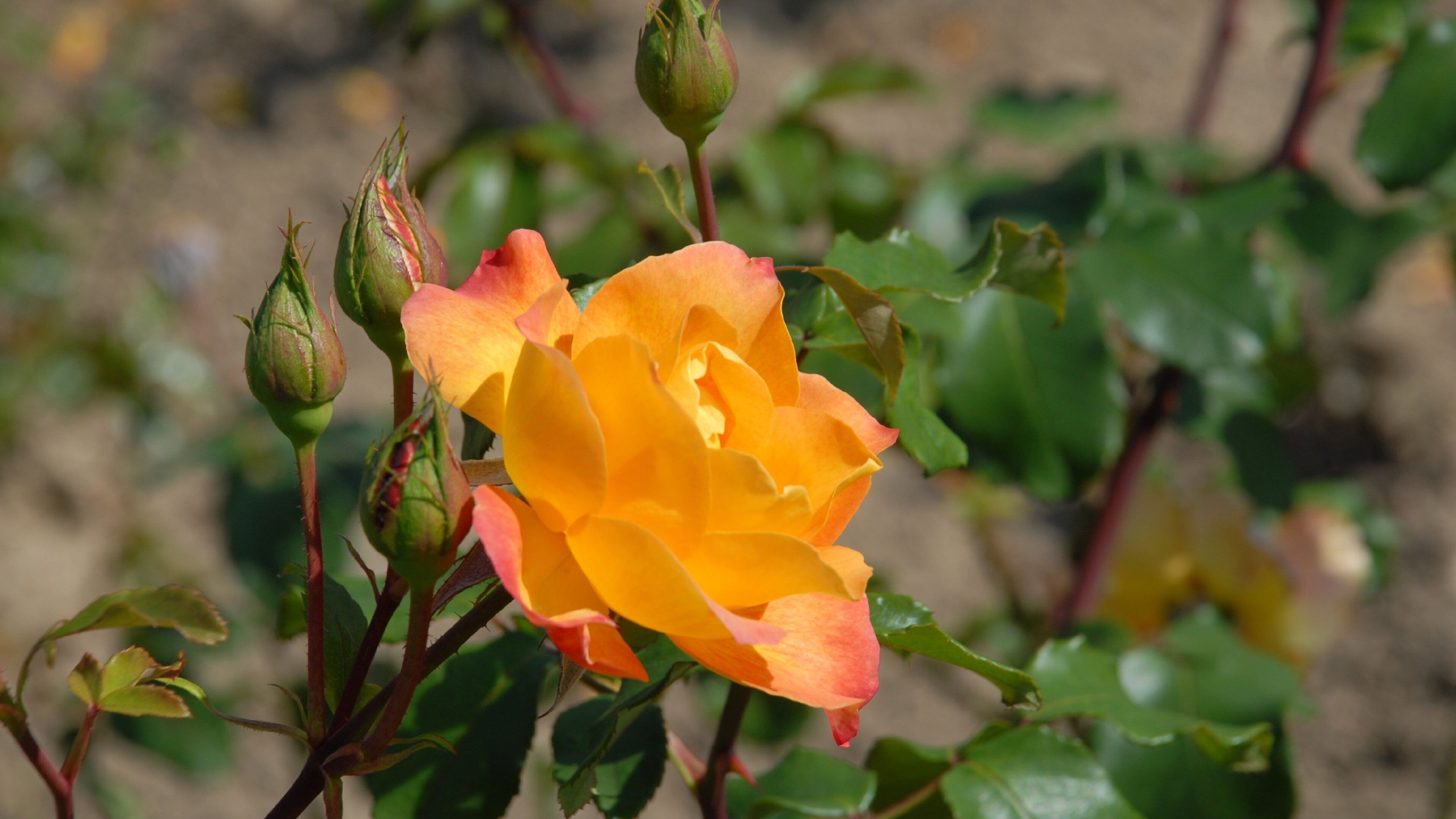 Epinal showing flowers