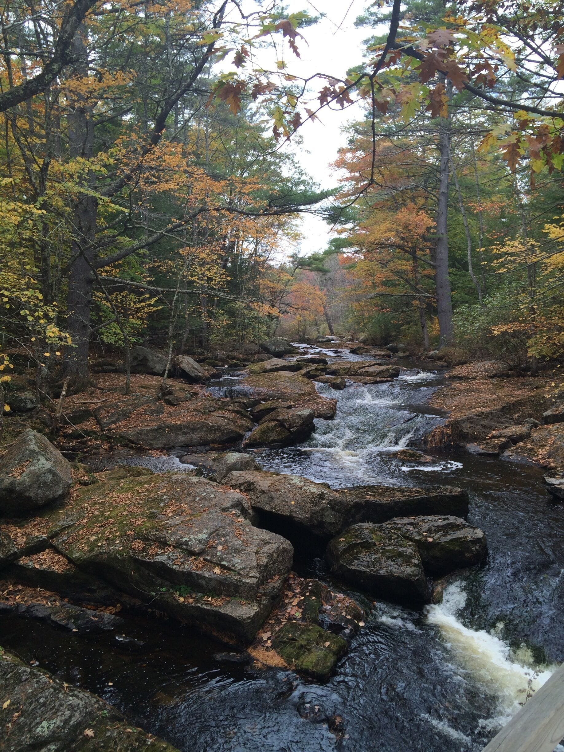 Leaves a bit past prime, but still beautiful.