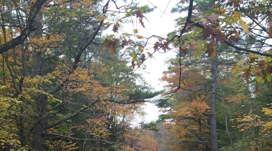 Leaves a bit past prime, but still beautiful.