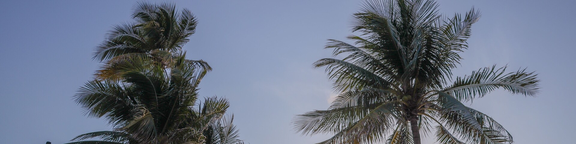 Altas palmeras contra un cielo despejado con el sol poniéndose o saliendo.