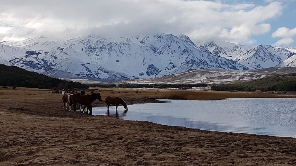 A group of horses near a lake with snow-capped mountains in the background.