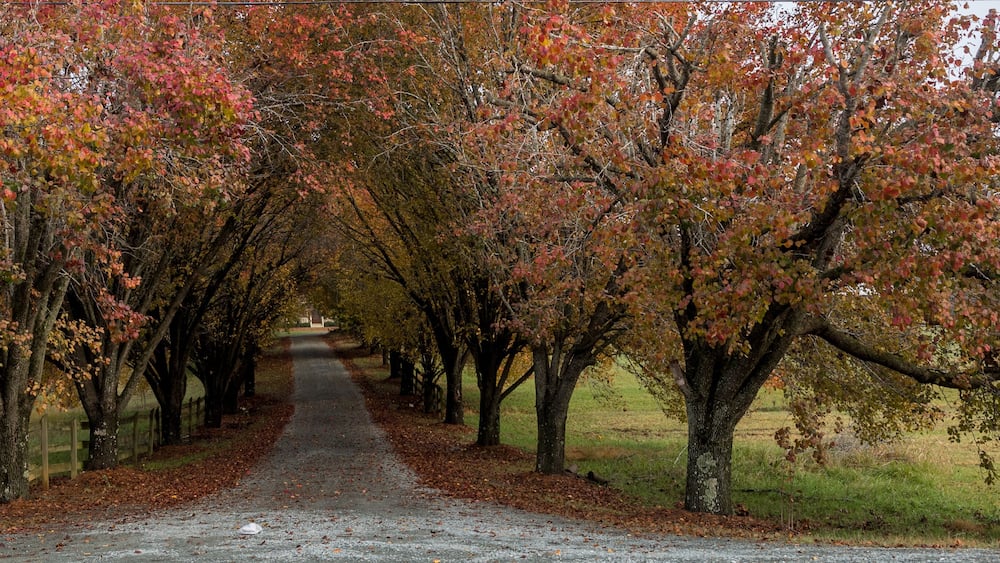 Colorful trees lining coutry lane