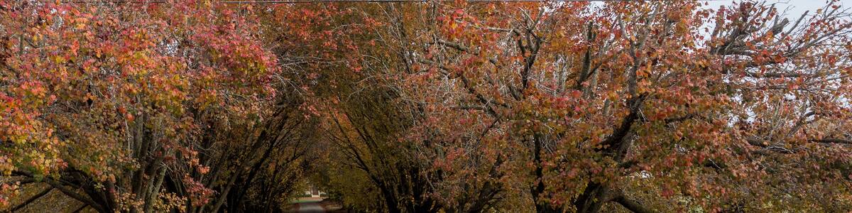 Colorful trees lining coutry lane