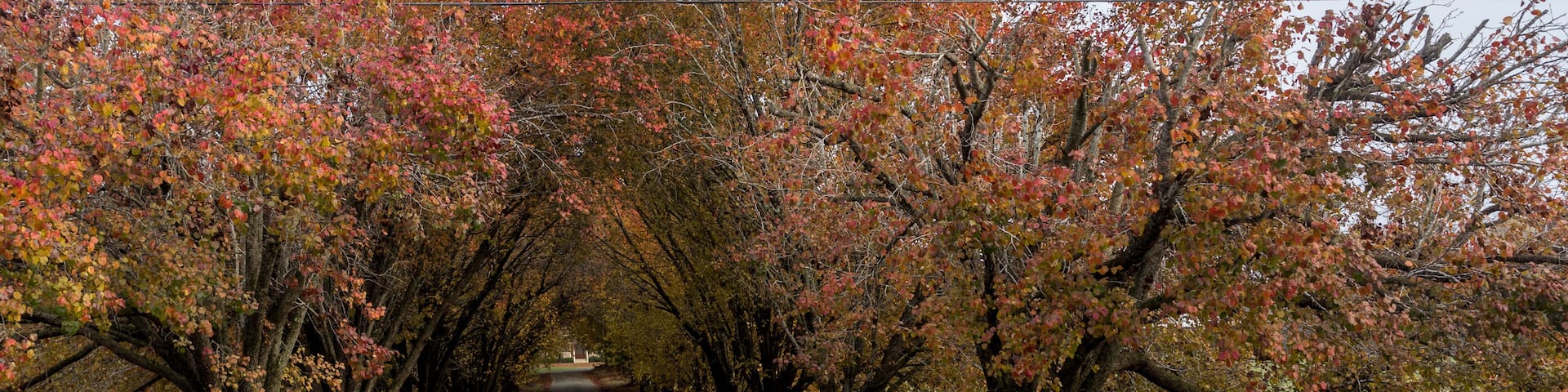 Colorful trees lining coutry lane