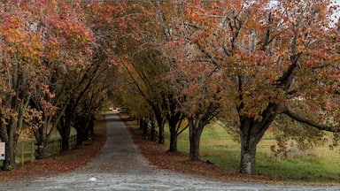 Colorful trees lining coutry lane