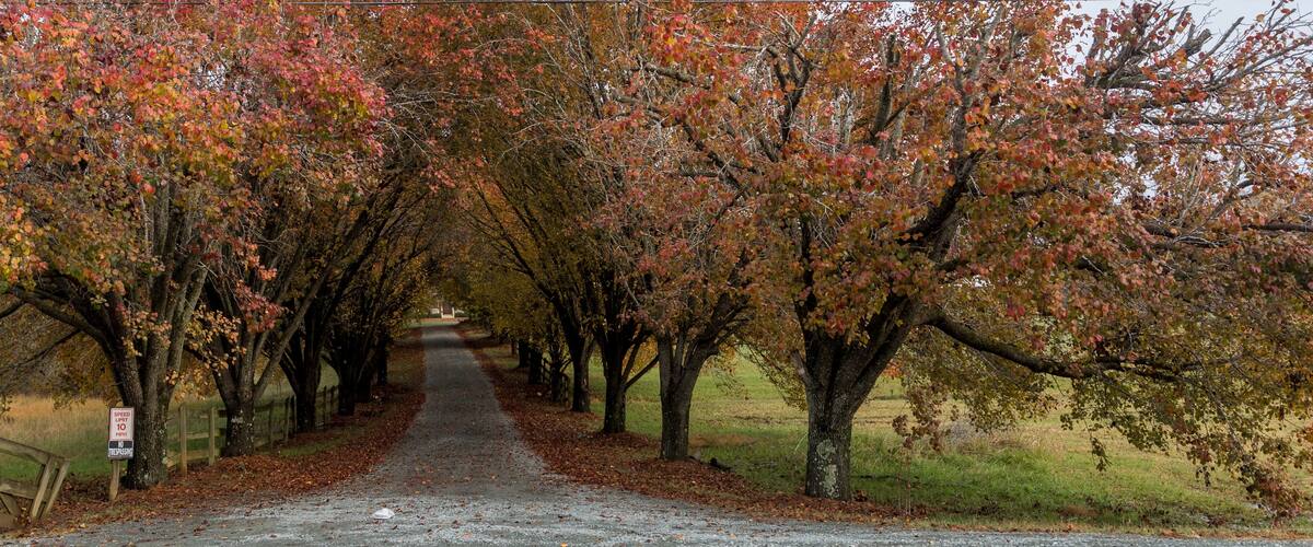 Colorful trees lining coutry lane