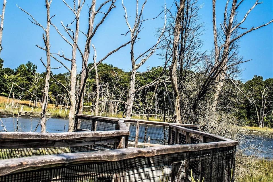 Un lit de rivière asséché, parsemé d’arbres sans feuilles, et une plateforme d’observation en bois.