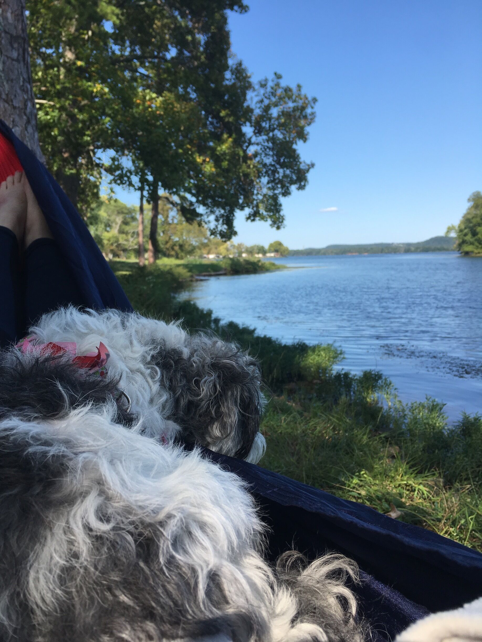 Dogs love Chester Frost too! 