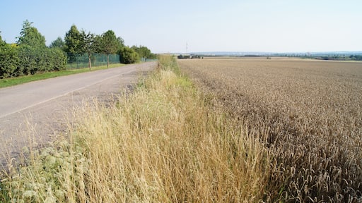 Margin of field at Lutherstein in Stotternheim, Erfurt, Thuringia, Germany