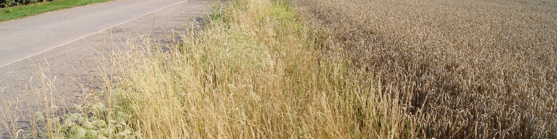Margin of field at Lutherstein in Stotternheim, Erfurt, Thuringia, Germany