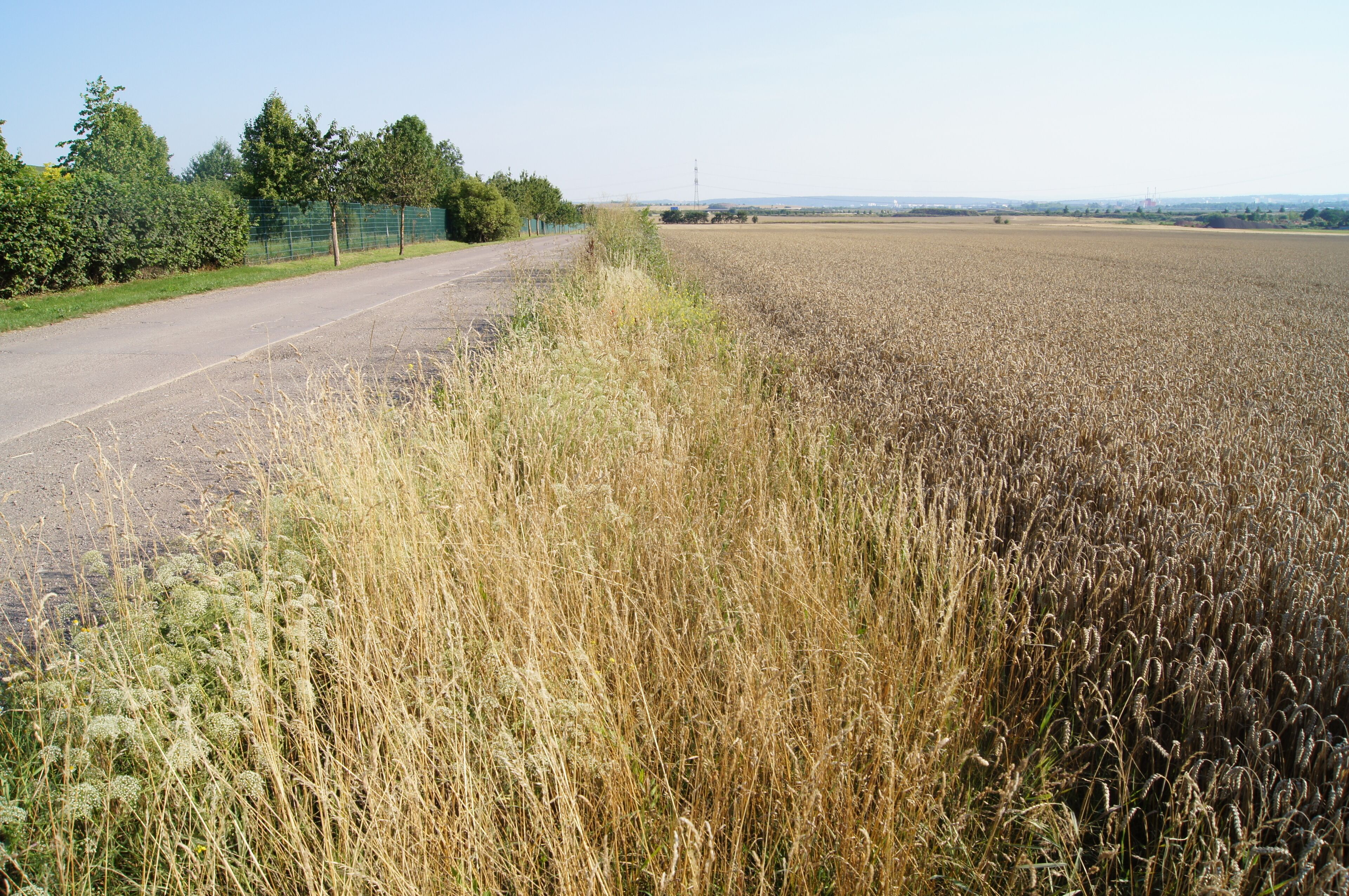 A rural road with a field of wheat on one side and a fence with trees on the other.