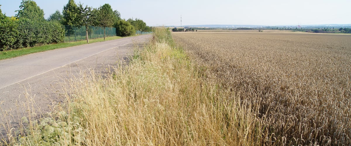 A rural road with a field of wheat on one side and a fence with trees on the other.