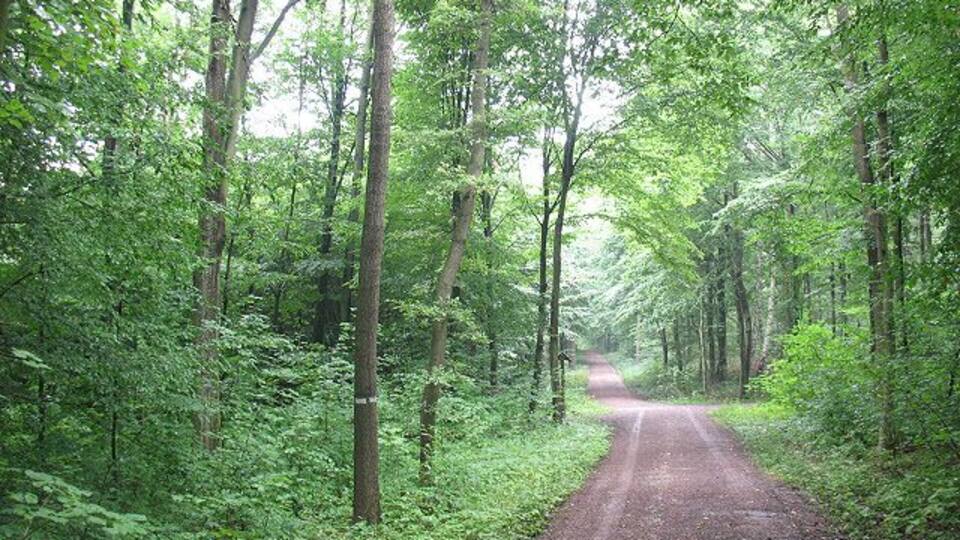 A narrow, unpaved forest road surrounded by dense green foliage.