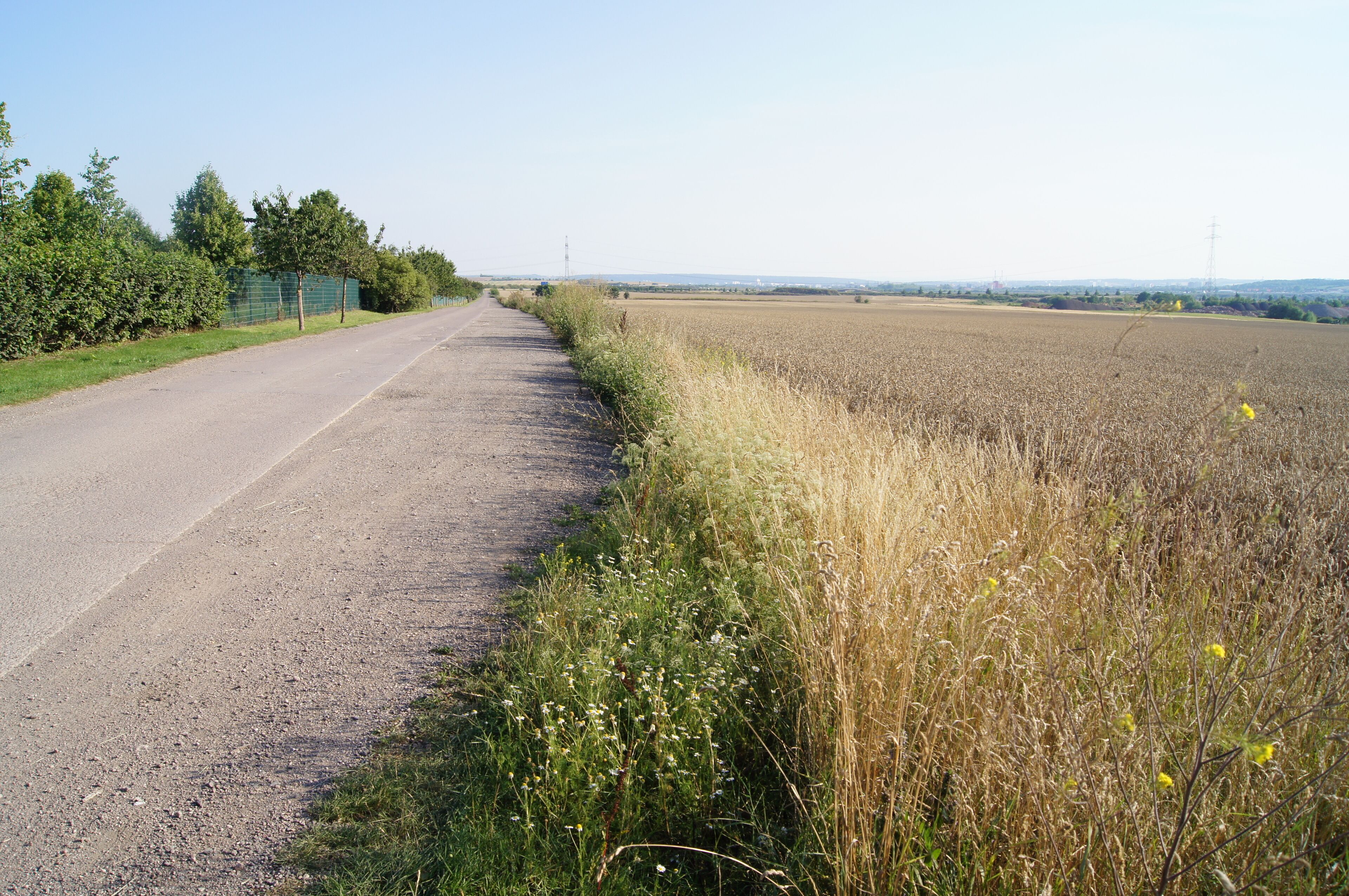 Margin of field at Lutherstein in Stotternheim, Erfurt, Thuringia, Germany