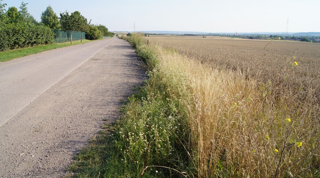 Margin of field at Lutherstein in Stotternheim, Erfurt, Thuringia, Germany