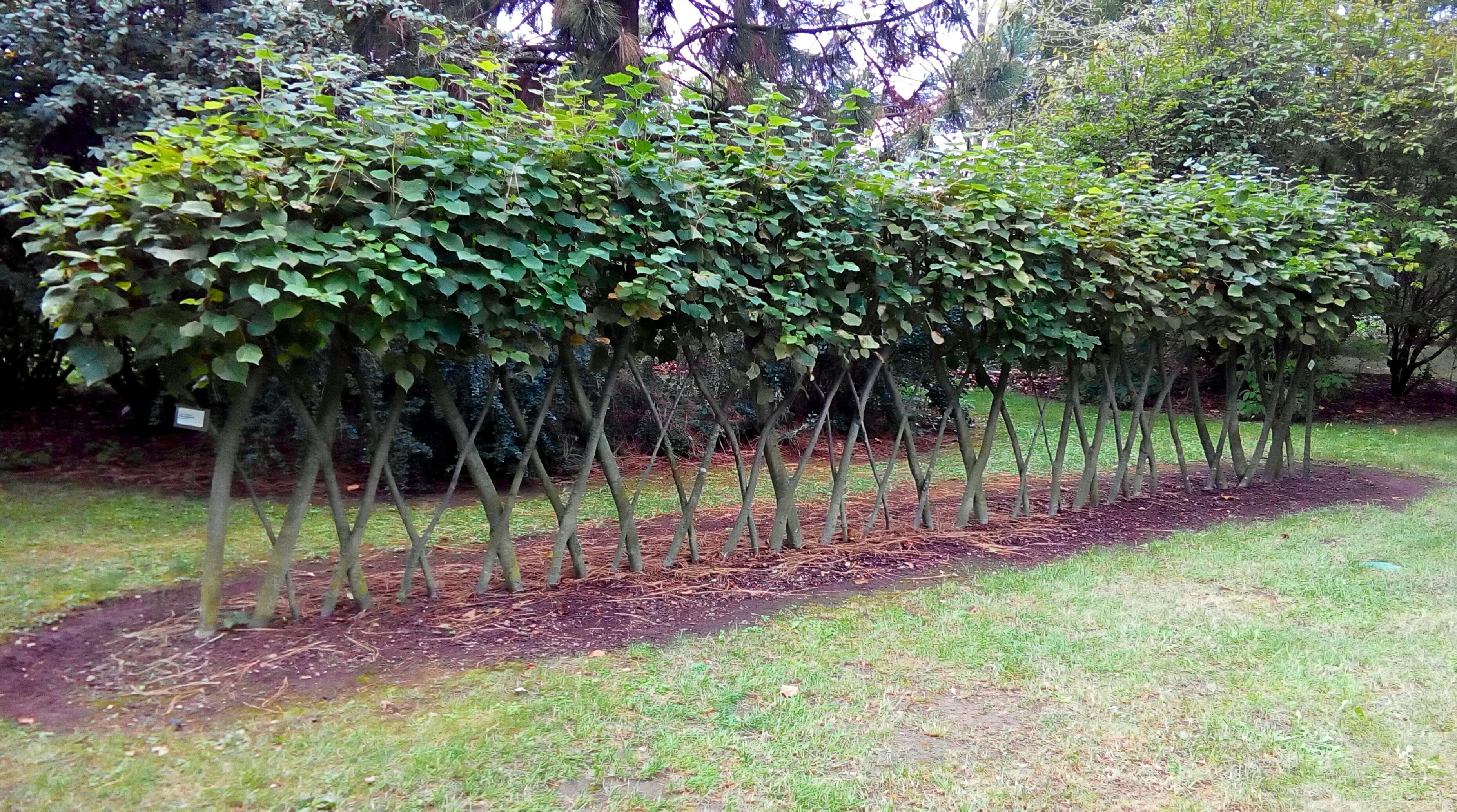 A row of young trees planted in a garden with mulch and grass.