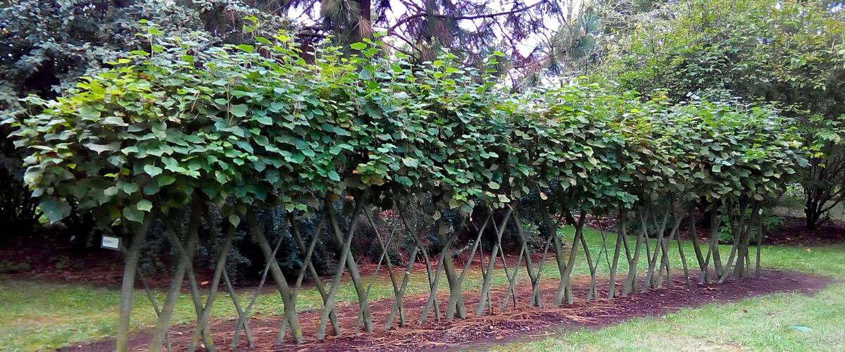 A row of young trees planted in a garden with mulch and grass.