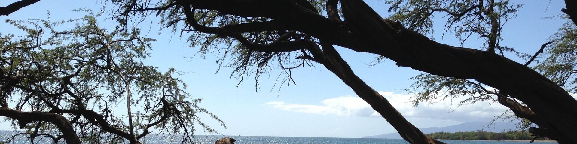 This was a great local spot for snorkeling and much less crowded than the main beaches. You literally park alongside the road at mile marker 14 and walk out onto the beach. Close to shore the water is a little cloudy but if you swim about 50 yards out, the depth increases to about 15 feet and you have clear views of some amazing fish 🐠🐟