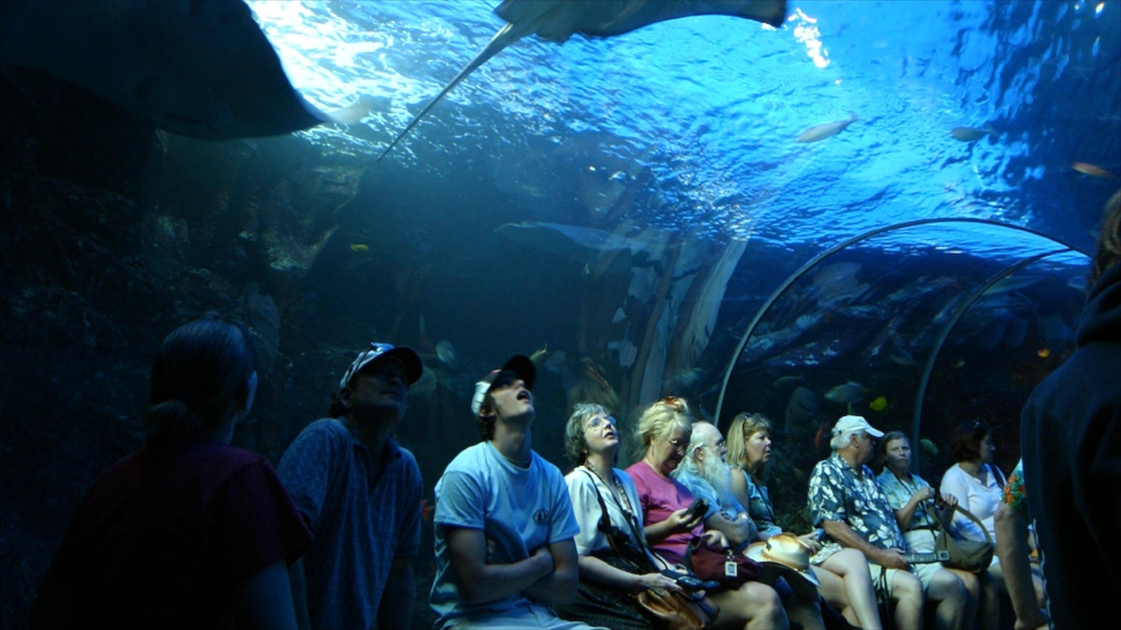 <h2>怀卢库的海滩附近最受欢迎的住宿</h2>