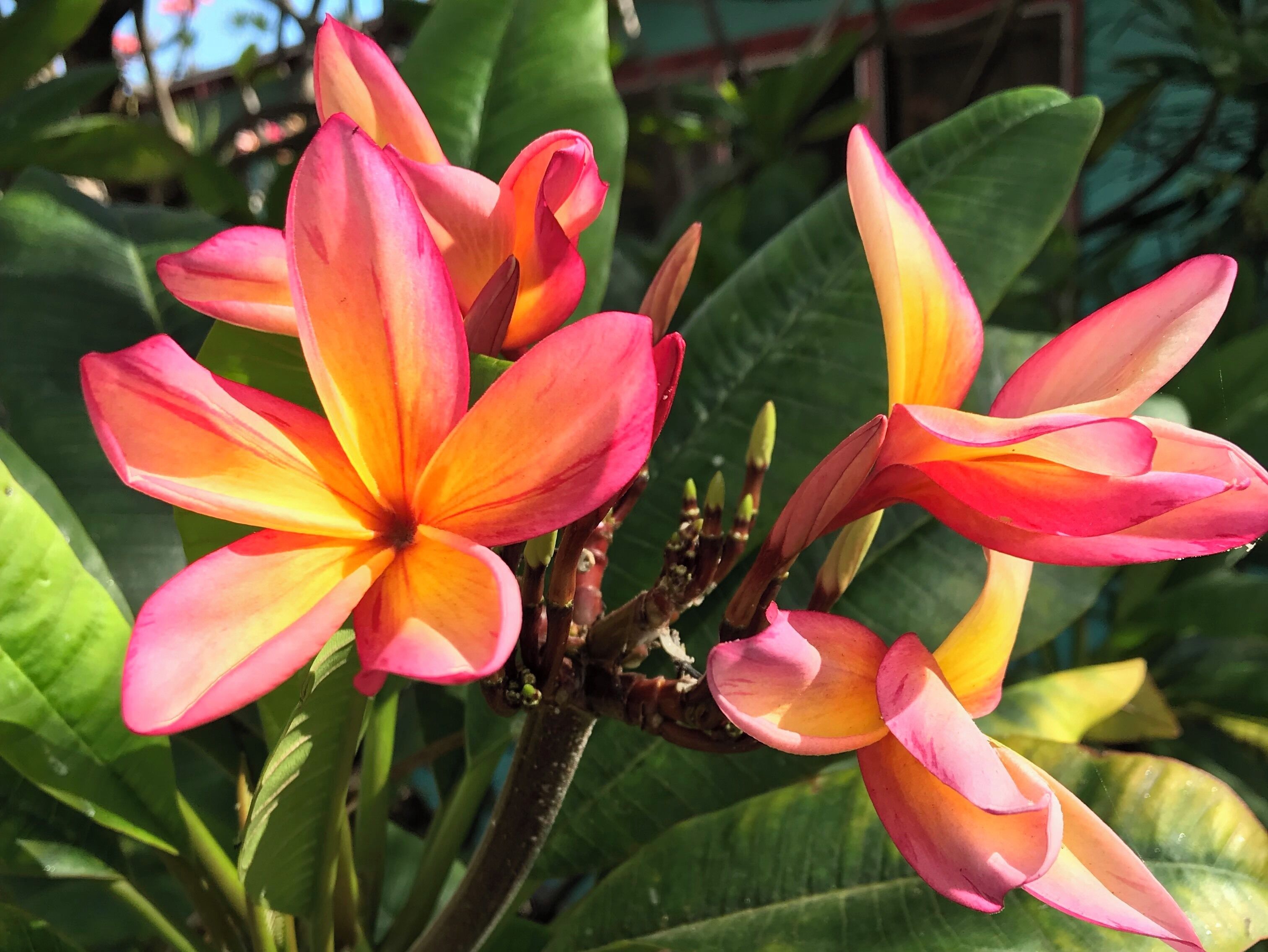 Jacarandas are one of my favourites and they’re everywhere here! 💕