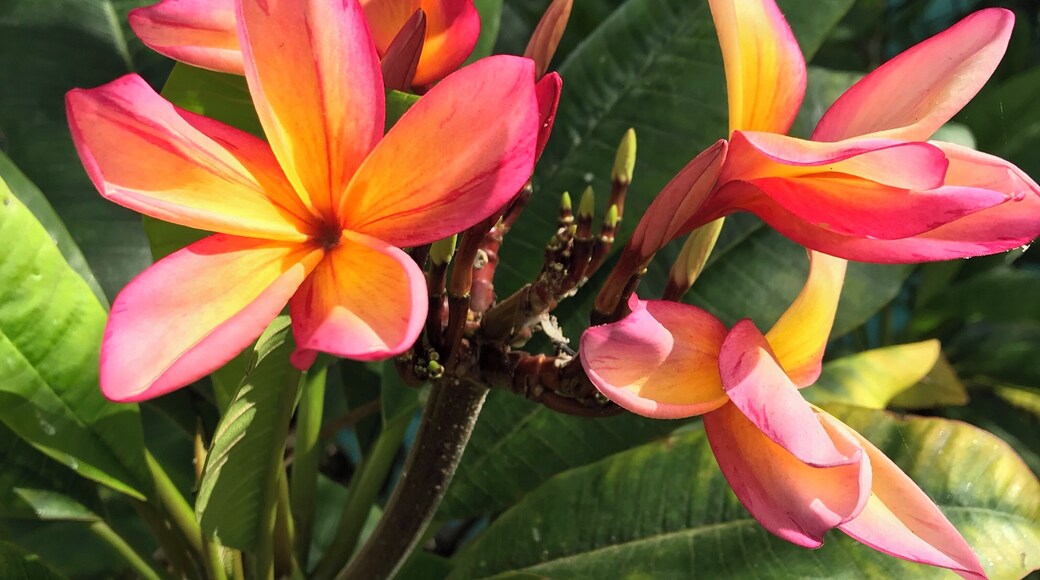 Jacarandas are one of my favourites and they’re everywhere here! 💕