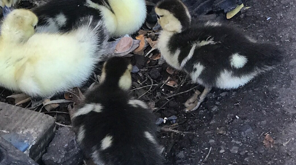 Looking for some awesome art to take home?? Stop by This glass art shop where you can see the artist at work, grab a bite to eat and met this mama duck and her ducklings 🐥