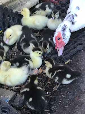 Looking for some awesome art to take home?? Stop by This glass art shop where you can see the artist at work, grab a bite to eat and met this mama duck and her ducklings 🐥