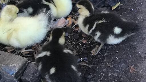 Looking for some awesome art to take home?? Stop by This glass art shop where you can see the artist at work, grab a bite to eat and met this mama duck and her ducklings ๐ฅ