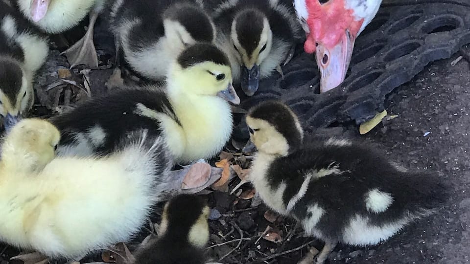 A group of ducklings huddled together on a textured surface.