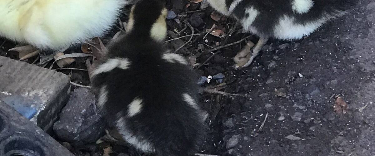 A group of ducklings huddled together on a textured surface.