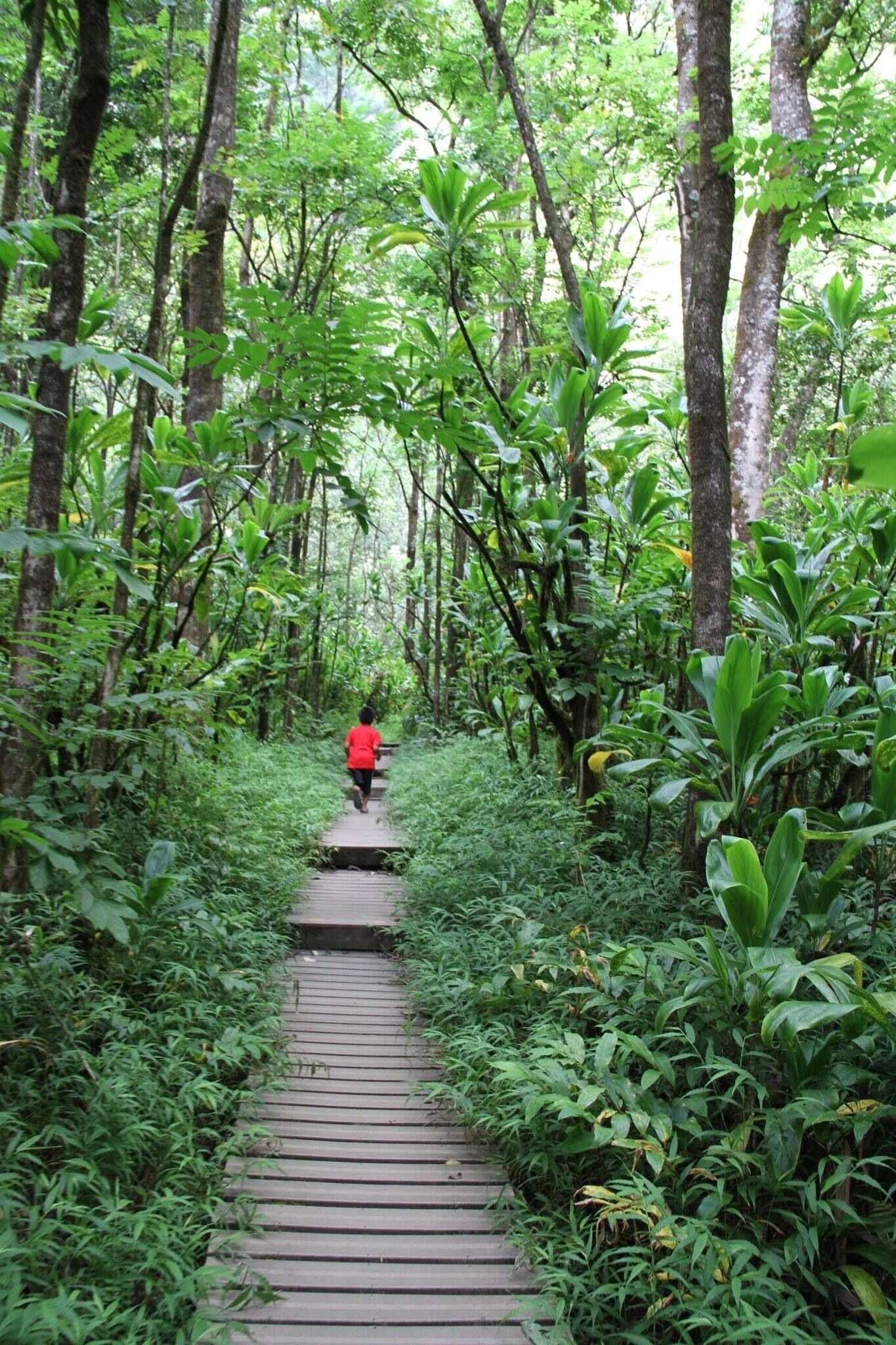 Nature Trail walk at The Pipiwai Trail, Haleakala National Park.