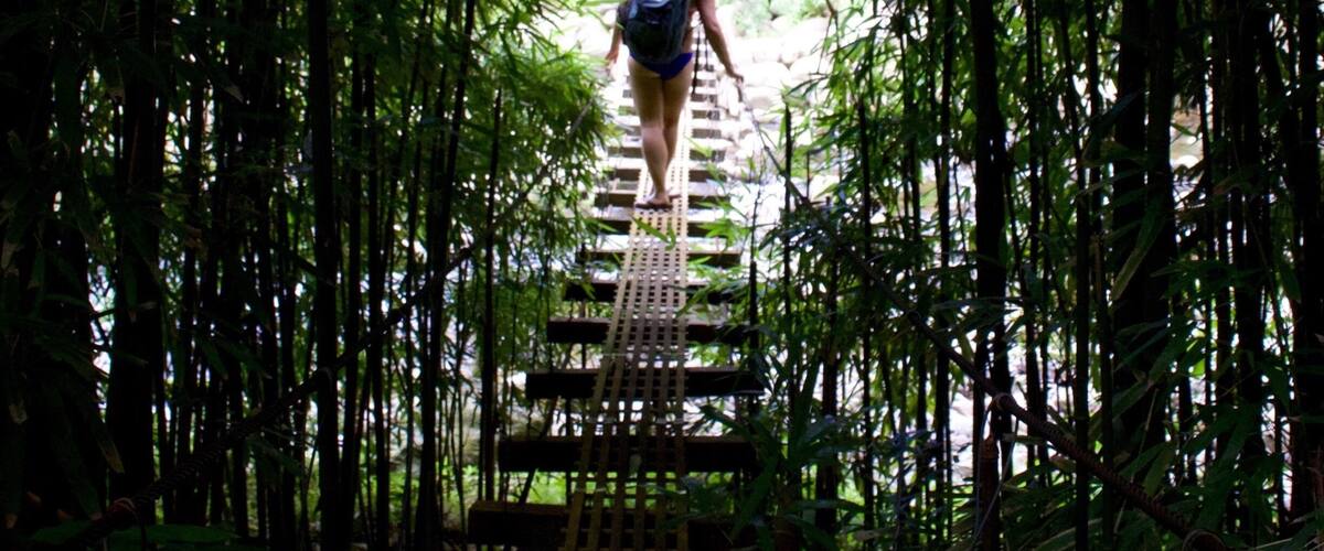 A person walking on a wooden bridge surrounded by bamboo trees.