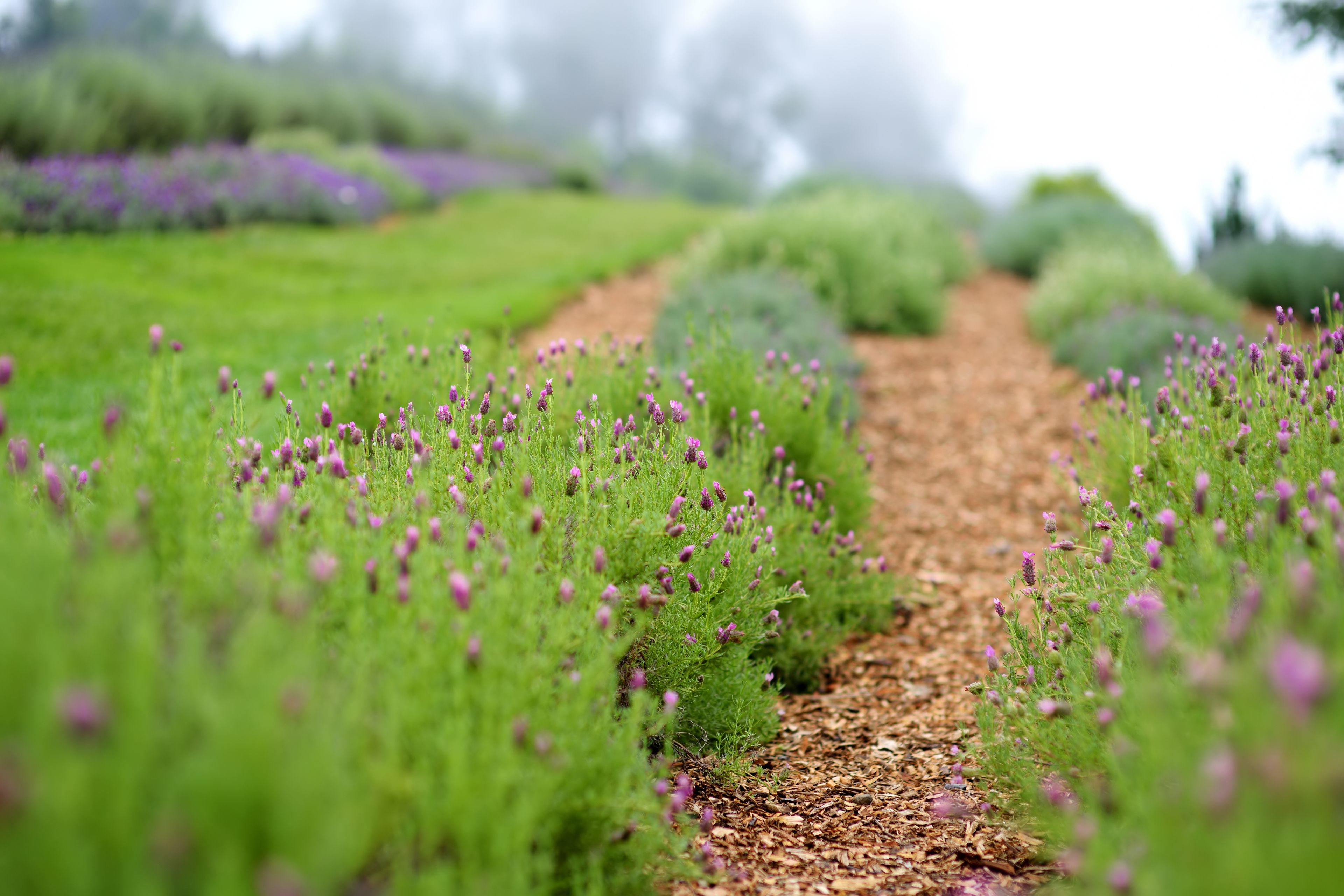 Blooming lavender plants at the Alii Kula Lavender Farm on Maui