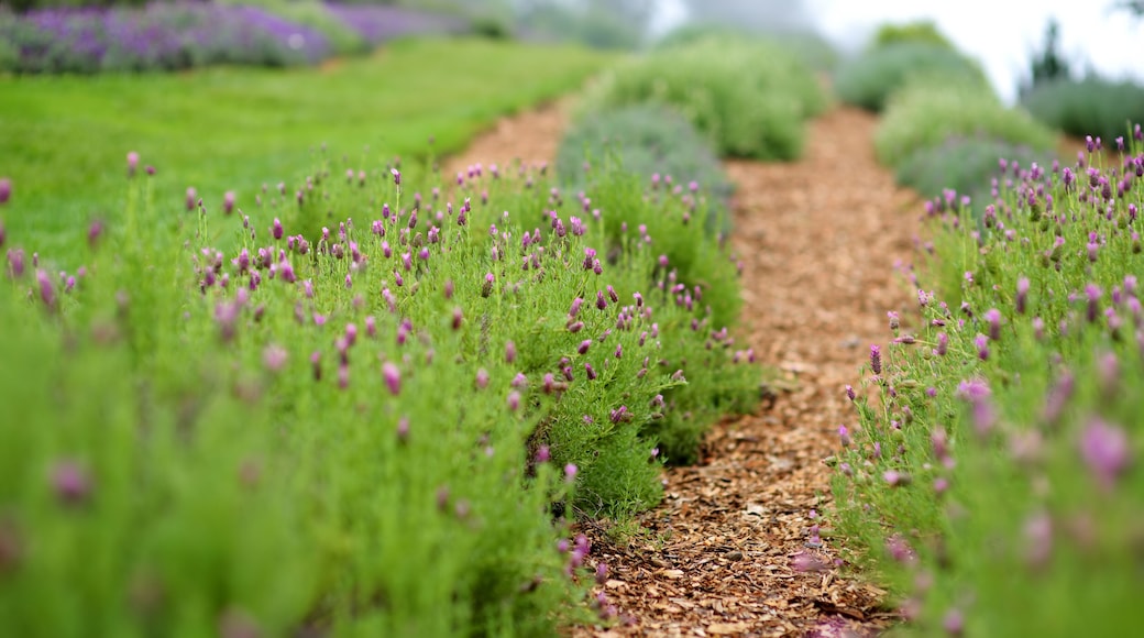 Blooming lavender plants at the Alii Kula Lavender Farm on Maui
