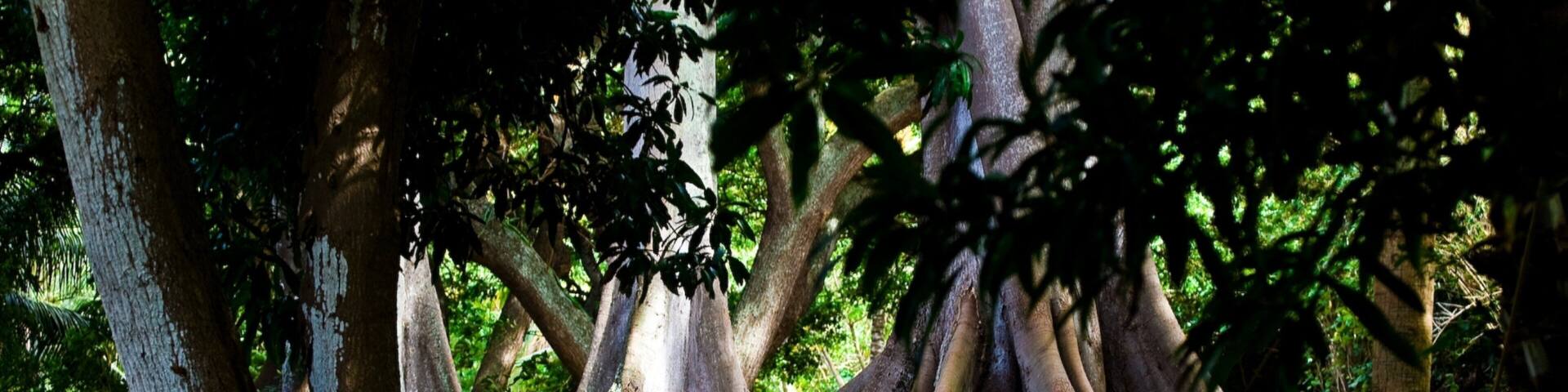 Kalaheo showing forest scenes and a garden