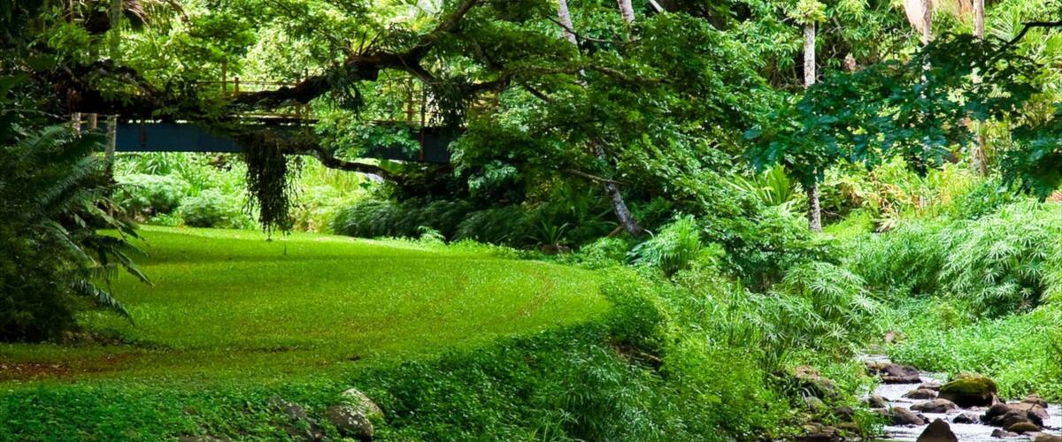 A lush green park with a small stream, rocks, and dense foliage.