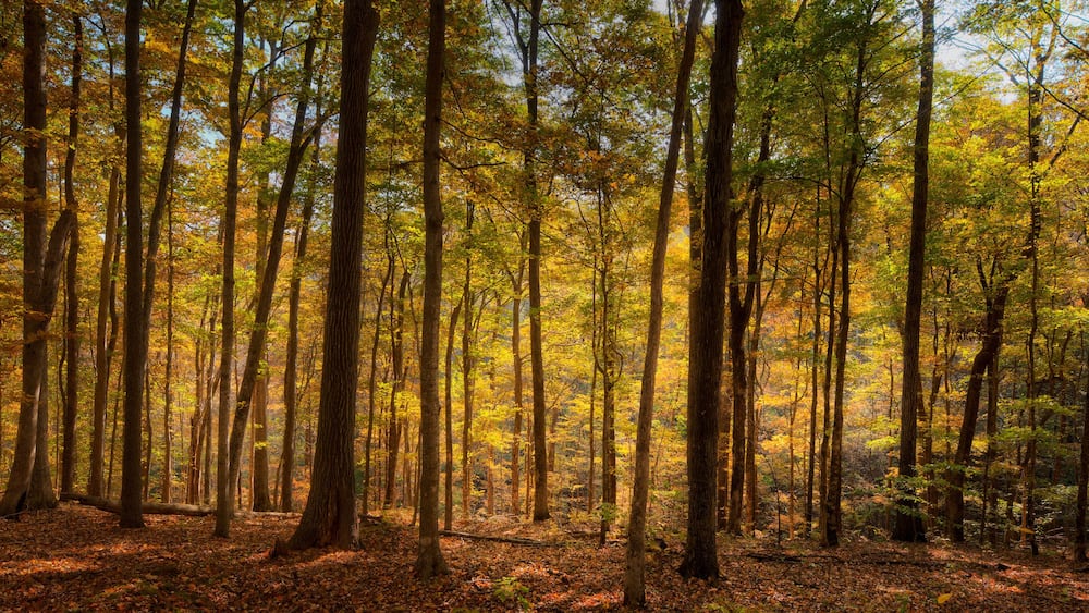 Natchez Trace Parkway, Tennessee and Mississippi, USA